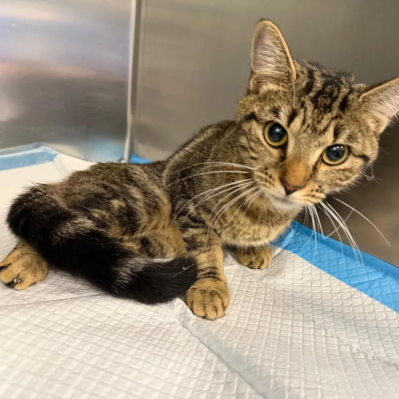 A young medium-sized female Gray / Blue / Silver American Shorthair cat named Phoenix for adoption in Greensboro, NC
