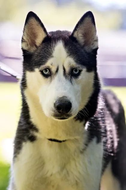 An adult large-sized female Siberian Husky dog named Skyla for adoption in West Chester, PA