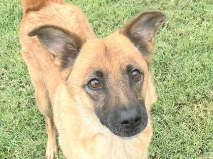 An adult medium-sized female Apricot / Beige Mixed Breed dog named Lora for adoption in Georgetown, TX