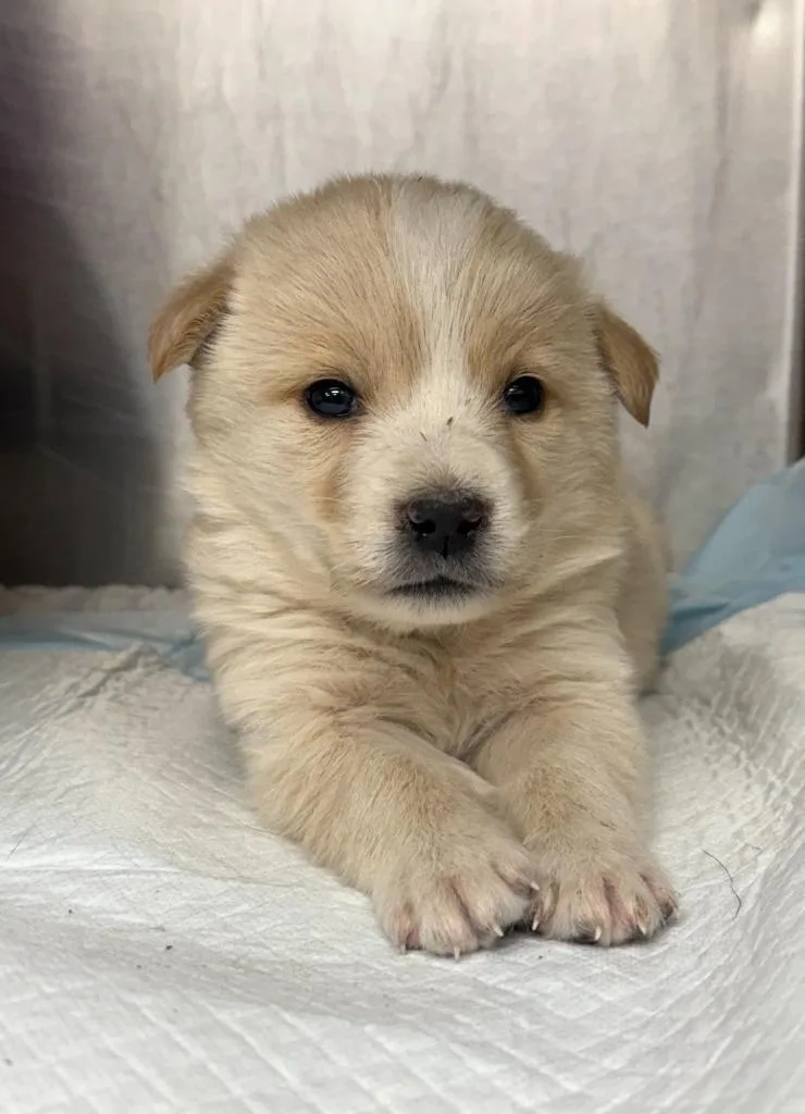 A baby large-sized female Shepherd dog named Bee for adoption in Carthage, MO