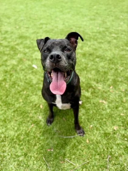 An adult medium-sized male Mixed Breed dog named Rye for adoption in Daytona Beach, FL