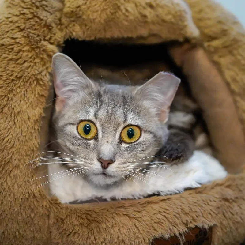 A young medium-sized female Gray / Blue / Silver Domestic Short Hair cat named Judy for adoption in Thomaston, ME
