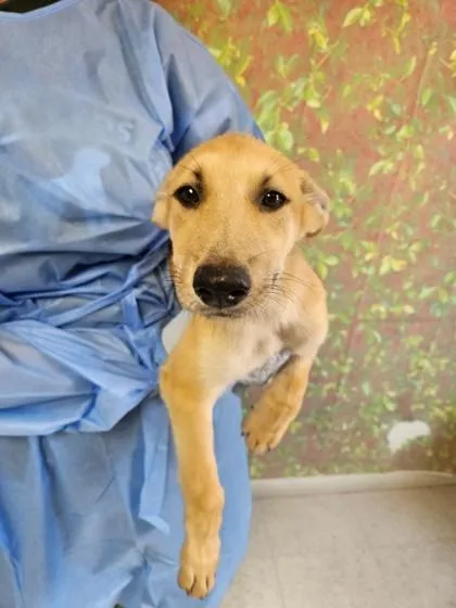 A young small-sized female Shepherd dog named Abby for adoption in San Antonio, TX
