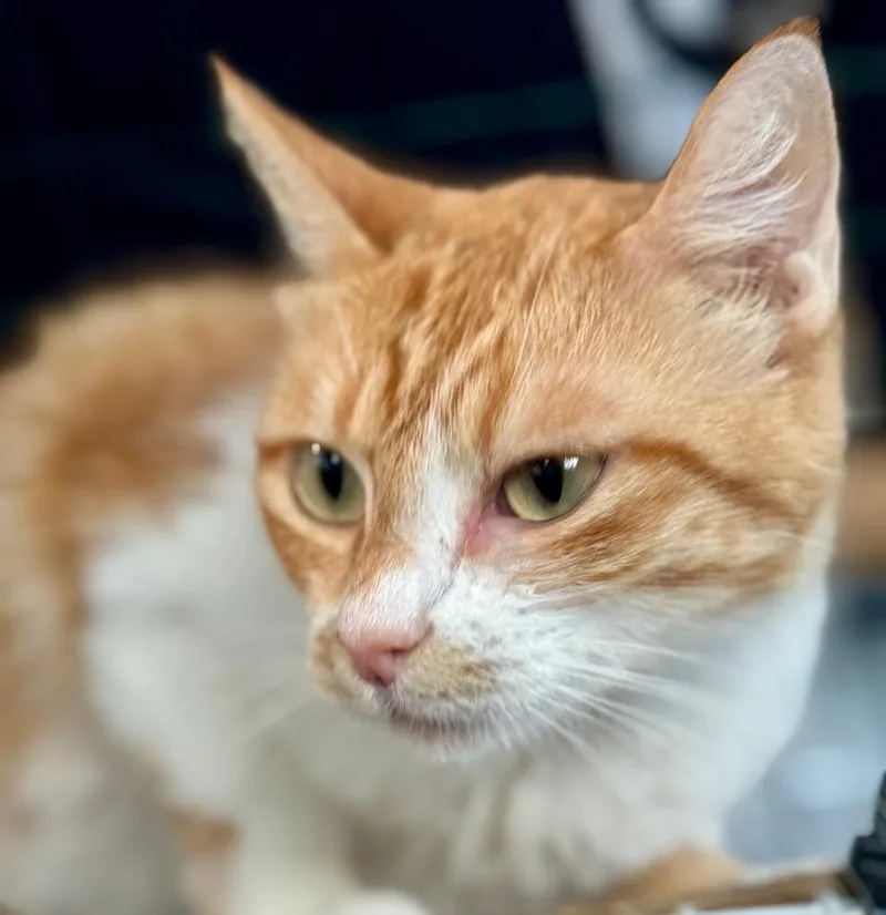 Gingeroo thumbnail 2