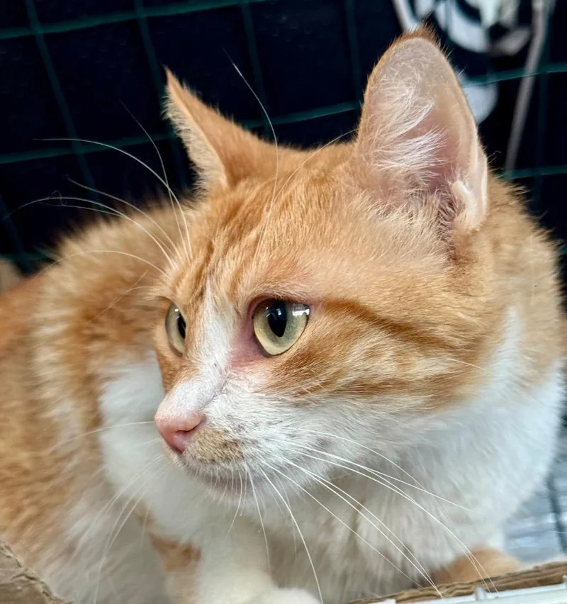 Gingeroo thumbnail 3