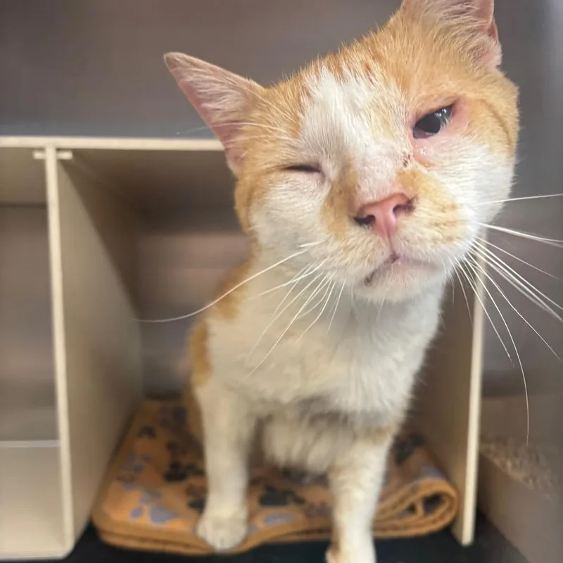 An adult large-sized male Orange / Red Domestic Short Hair cat named Bonk! for adoption in Newark, NJ