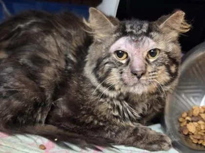 An adult medium-sized male Domestic Short Hair cat named Feldspar for adoption in Westland, MI