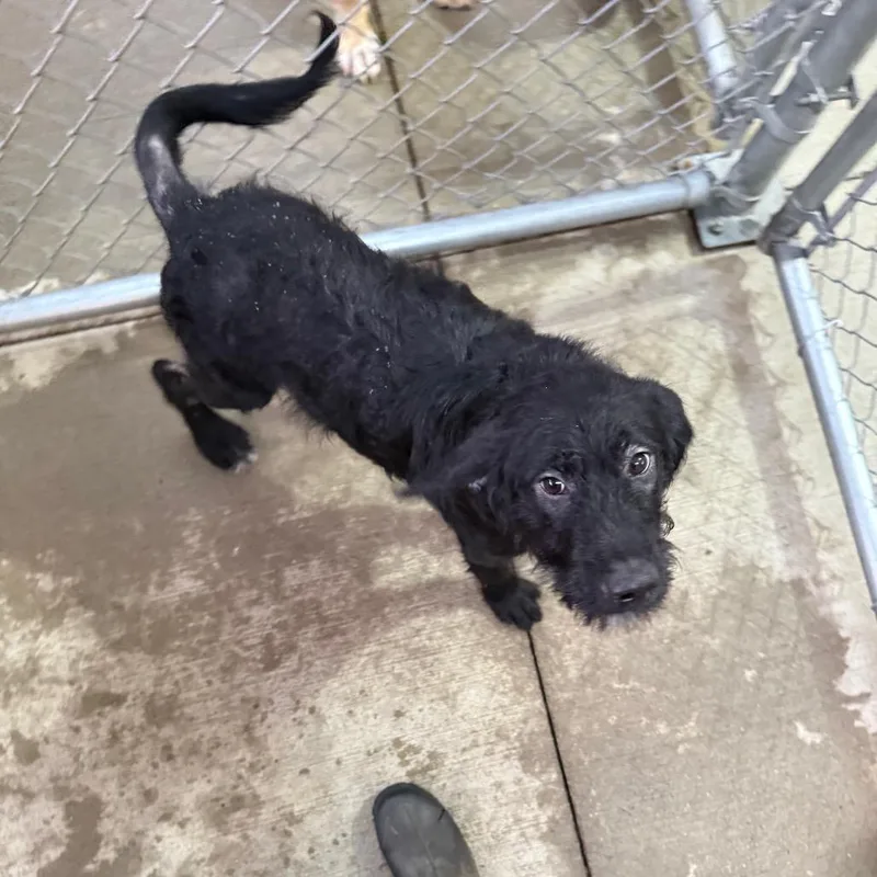 A baby medium-sized male Black Mixed Breed dog named Stone for adoption in Delaware, OH