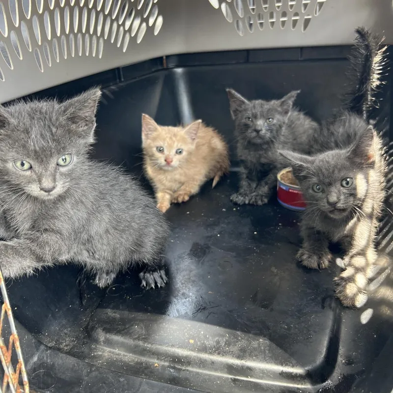 A baby small-sized male Gray / Blue / Silver Domestic Short Hair cat named Dup for adoption in Lake Jackson, TX