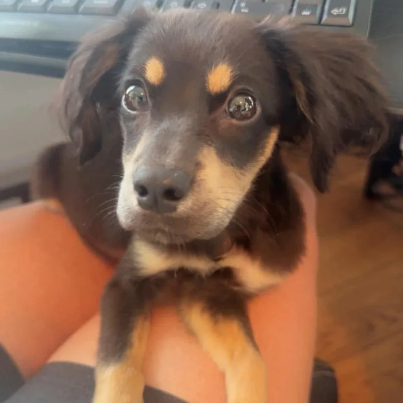 A baby small-sized male Dachshund dog named Leo for adoption in Brockport, NY