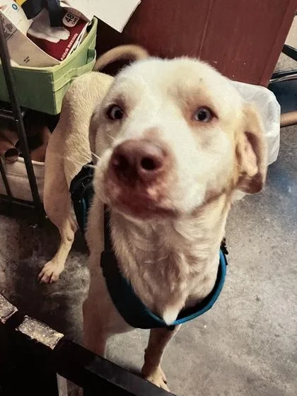 Oliver