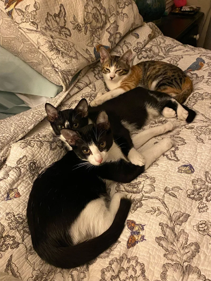 Chamomile thumbnail 3