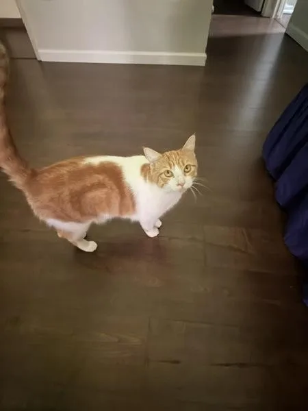 A young small-sized female Domestic Short Hair cat named Shubi for adoption in Escondido, CA