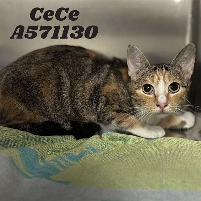 Cece