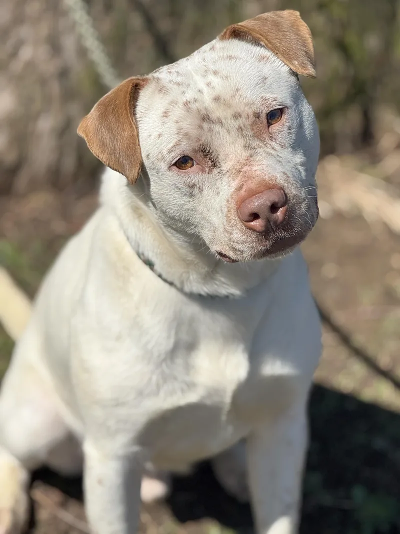 An adult medium-sized male Red / Chestnut / Orange Australian Cattle Dog / Blue Heeler dog named Oliver for adoption in Anderson, IN