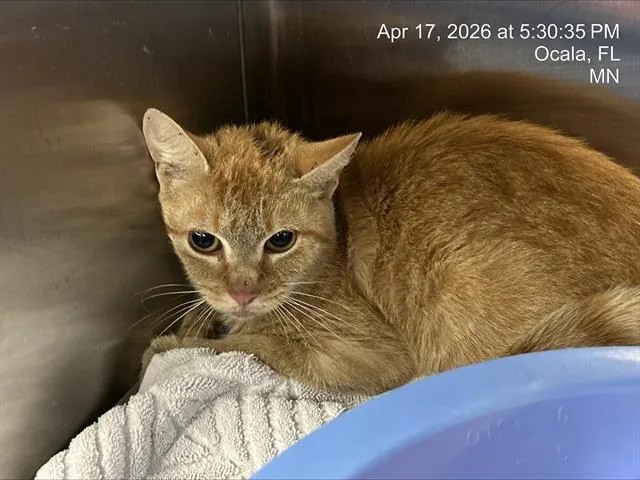 A baby small-sized female Domestic Short Hair cat named Jordie for adoption in Ocala, FL