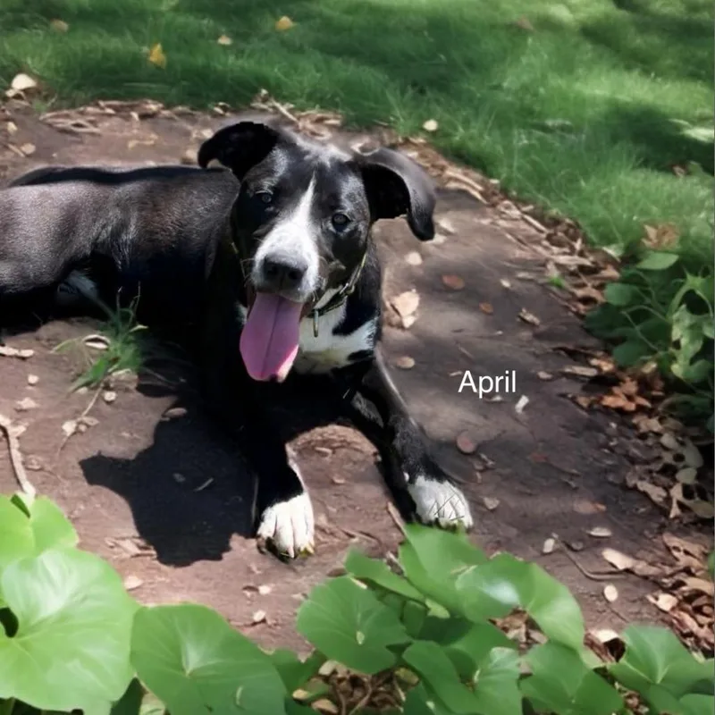 An adult medium-sized female Gray / Blue / Silver Mixed Breed dog named April for adoption in Poplar Bluff, MO