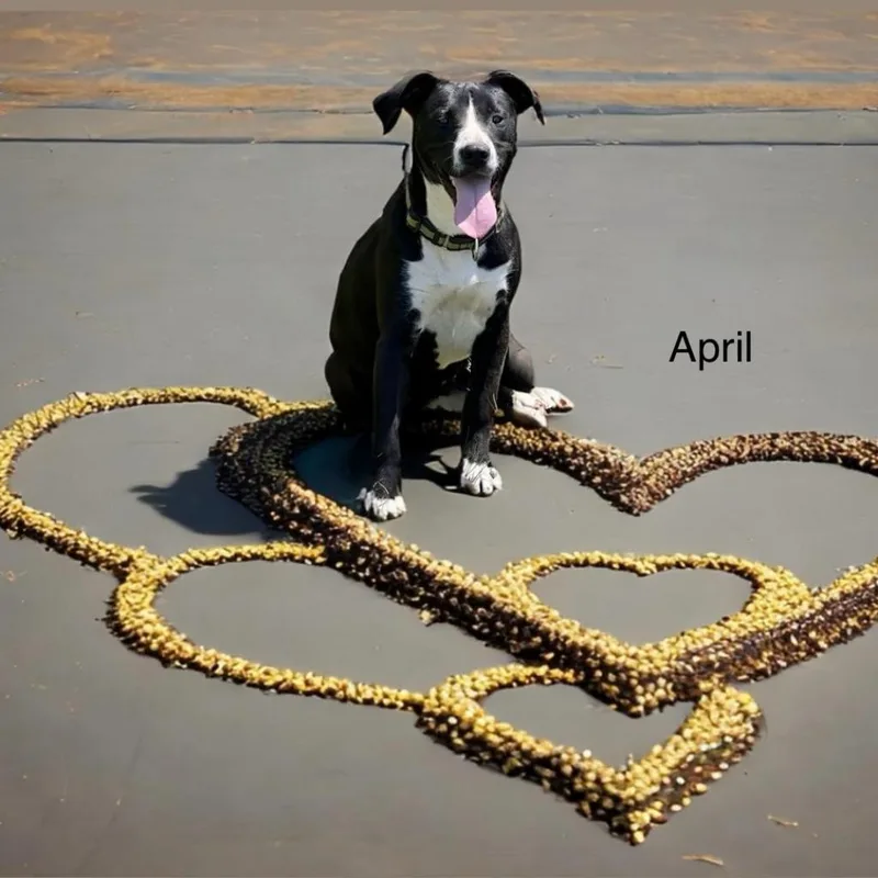 April thumbnail 5