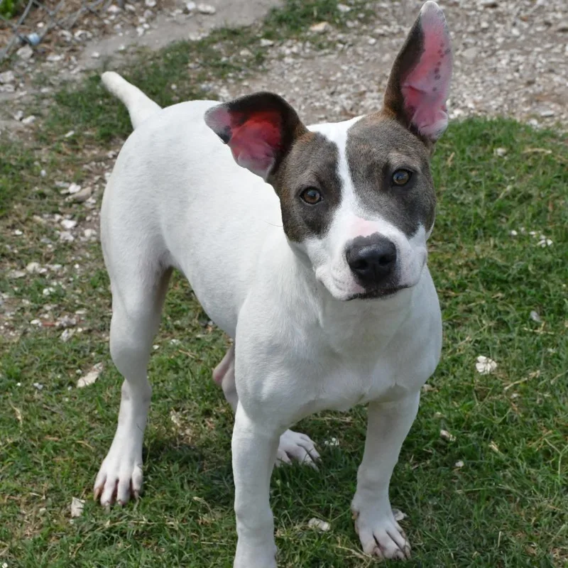 An adult medium-sized female White / Cream Mixed Breed dog named Sadie for adoption in Beaumont, TX