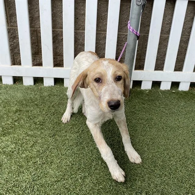 A young small-sized female Australian Shepherd dog named A for adoption in Modesto, CA