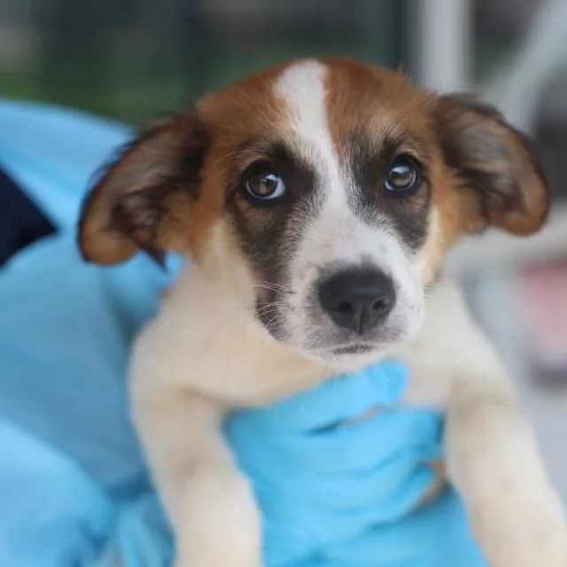 A baby small-sized female Australian Shepherd dog named Pecan for adoption in San Antonio, TX