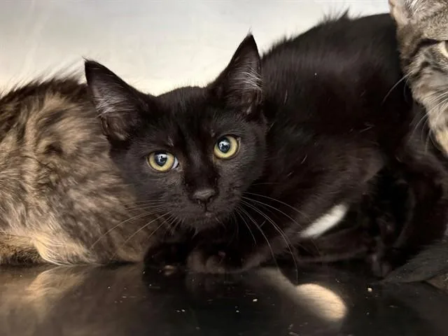 A baby small-sized female Domestic Short Hair cat named Abigail Adams for adoption in Antioch, CA