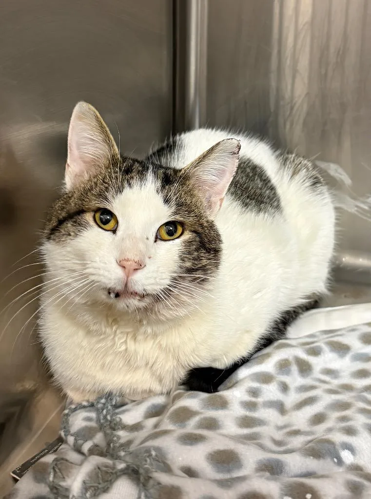 An adult large-sized male Domestic Short Hair cat named Orion for adoption in Columbia, TN