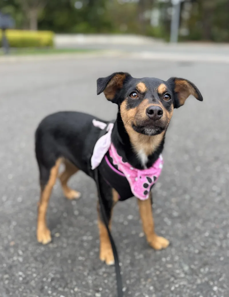 A young small-sized female Black Terrier dog named Delta for adoption in lynnwood , WA