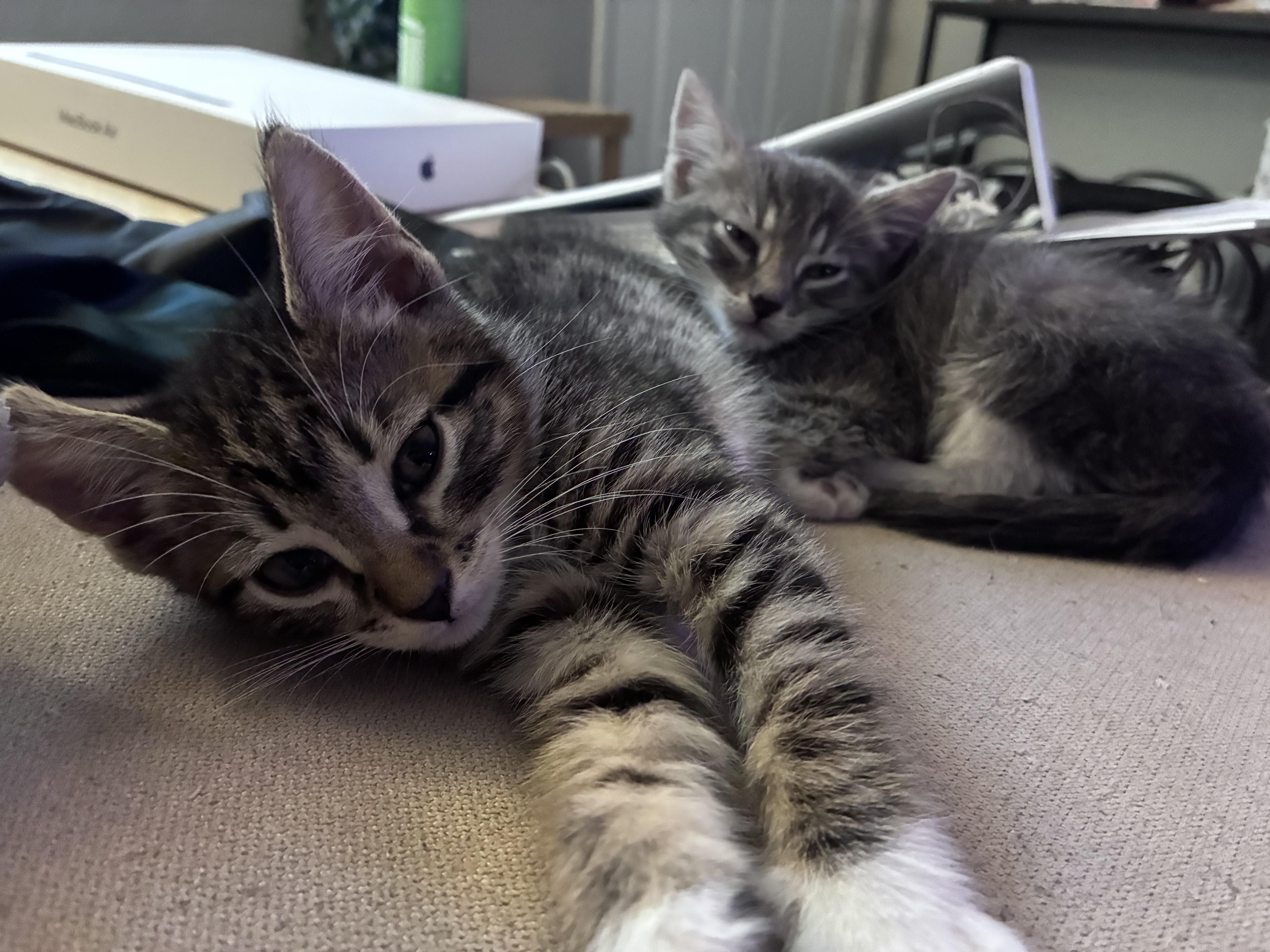 A baby medium-sized female Domestic Short Hair cat named Sequoia for adoption in Davis, CA