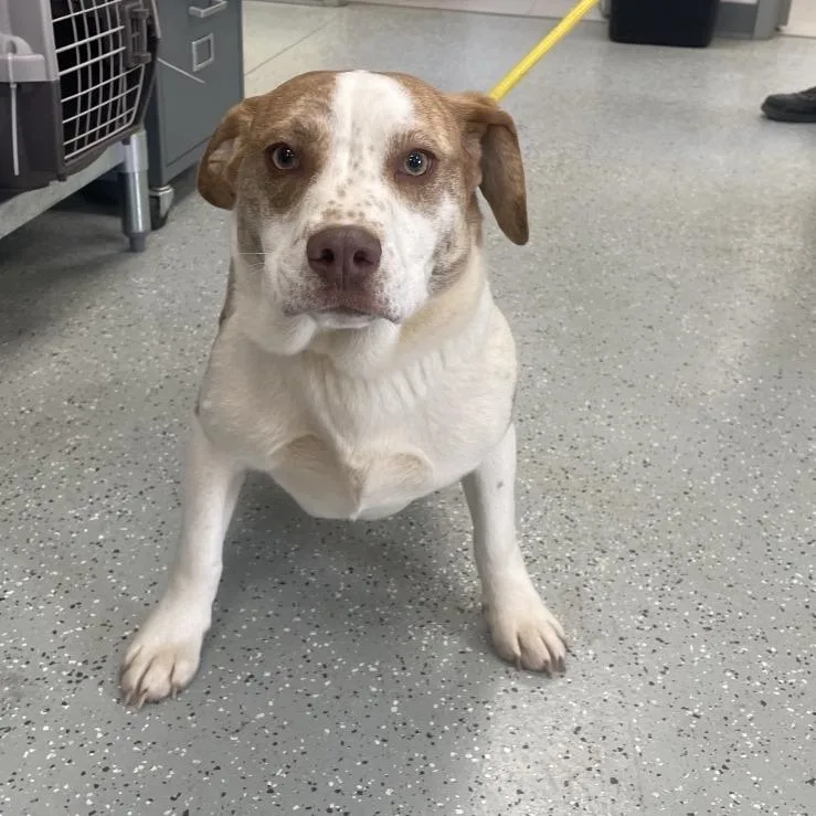 Linguine thumbnail 2