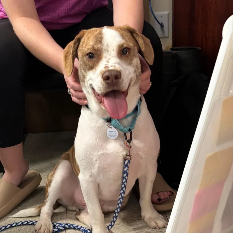 Linguine thumbnail 3