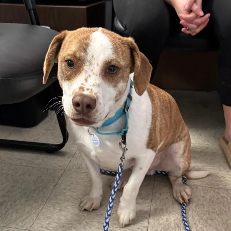 Linguine thumbnail 4