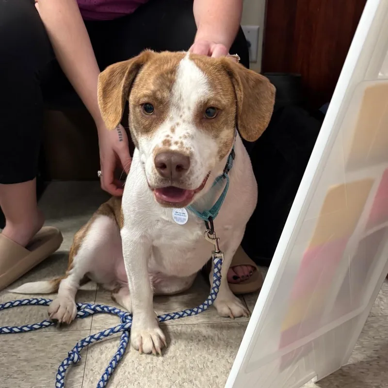 Linguine thumbnail 5