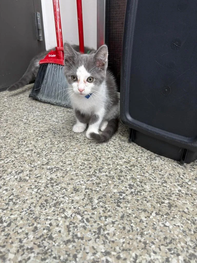 A baby small-sized male Domestic Short Hair cat named Silver Fox for adoption in Van Wert, OH