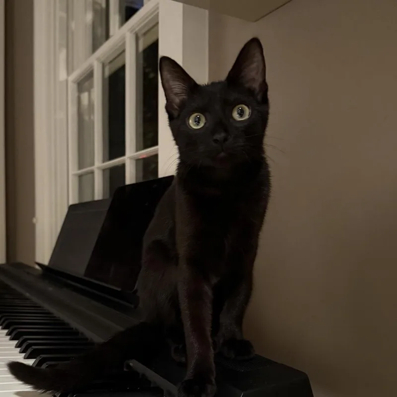A baby small-sized female Black Domestic Short Hair cat named Starbucks for adoption in Fairfax, VA