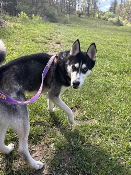 A young medium-sized male Siberian Husky dog named Jet for adoption in Bloomsburg, PA
