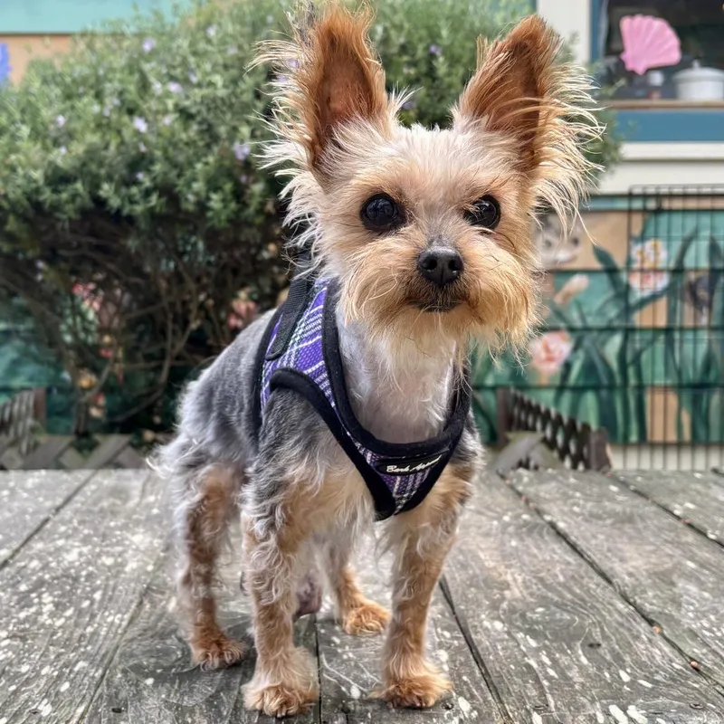 A senior small-sized female Yellow / Tan / Blond / Fawn Yorkshire Terrier dog named Bixby for adoption in Pacific Grove, CA