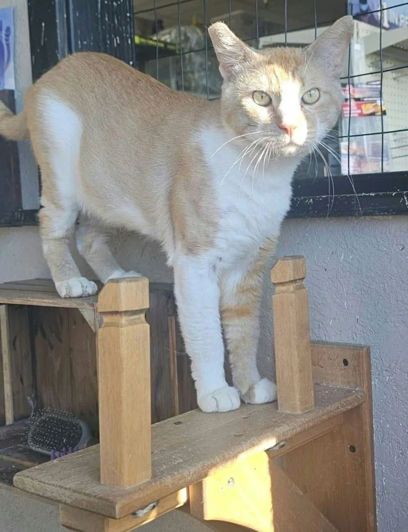 A young medium-sized male Orange & White Domestic Short Hair cat named Tenderizer for adoption in Eugene, OR