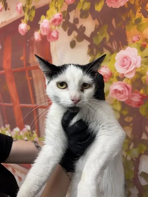 A young medium-sized female Domestic Short Hair cat named Freya for adoption in San Bernardino, CA