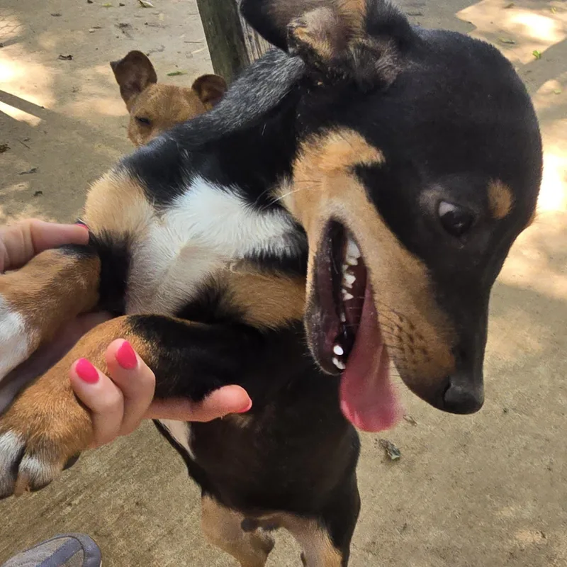 A baby small-sized male Tricolor (Brown, Black, & White) Chihuahua dog named Hercules for adoption in Athens, AL