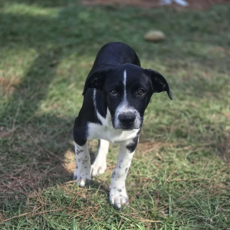 A baby medium-sized female Black Catahoula Leopard Dog named Feyre for adoption in Tylertown, MS