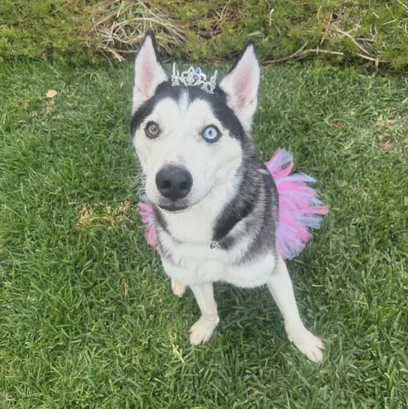 Princess thumbnail 2