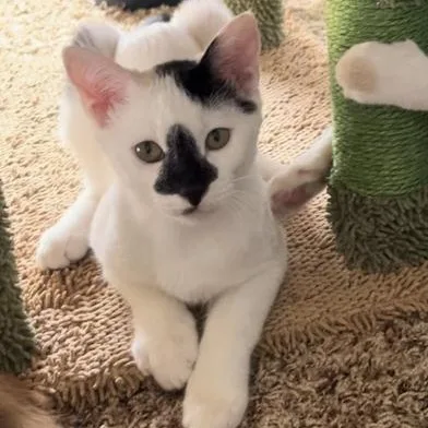 A baby medium-sized male Black Domestic Medium Hair cat named Luffy for adoption in Liverpool, TX