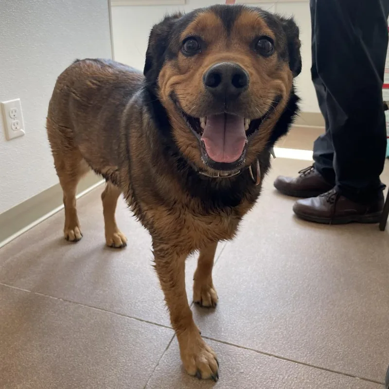 An adult large-sized male Brown / Chocolate German Shepherd Dog dog named Bear for adoption in Cedaredge, CO
