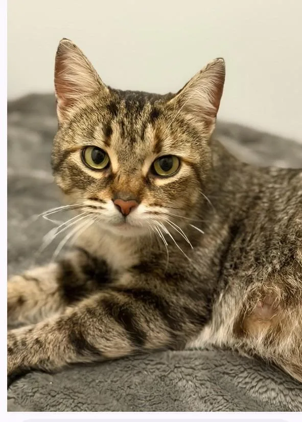 A young medium-sized female Domestic Short Hair cat named Biscuit for adoption in Rockford, IL