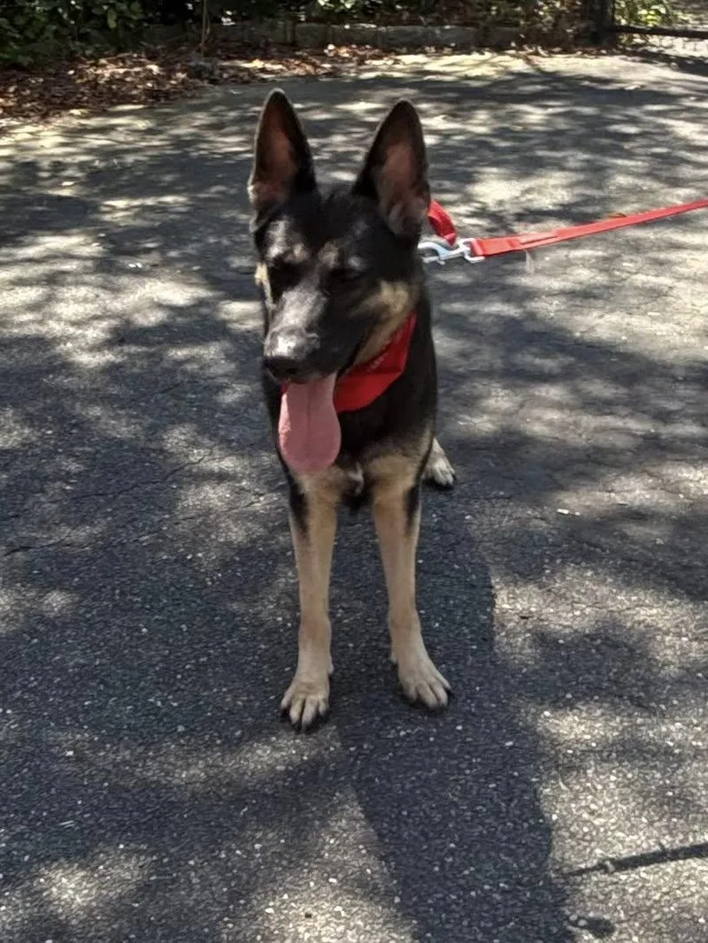 An adult large-sized male Black German Shepherd Dog dog named Ason for adoption in Old Westbury, NY