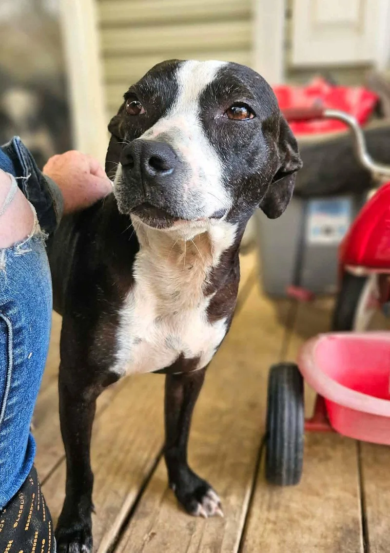 An adult small-sized female Boston Terrier dog named Pinky Grace Caligrace for adoption in Wakefield, RI