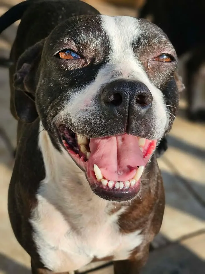 Pinky Grace Caligrace thumbnail 2