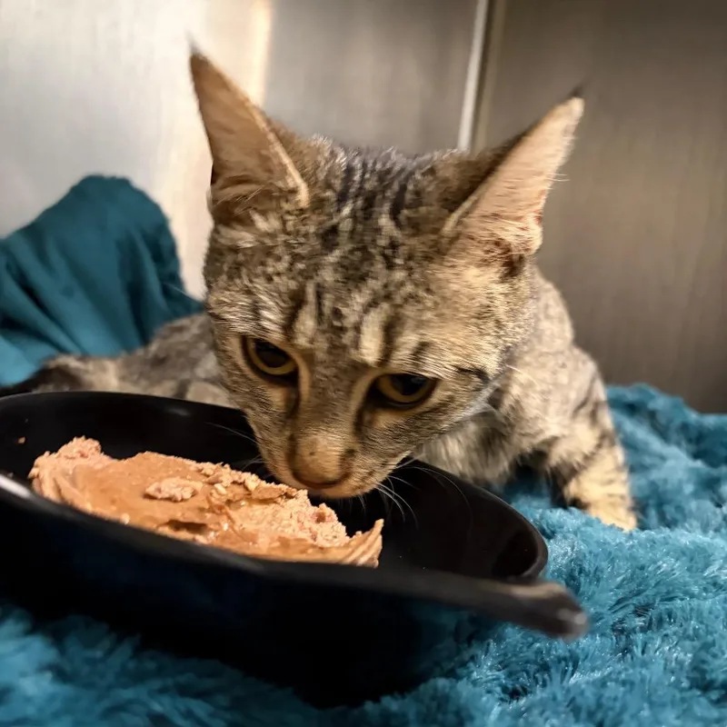A young medium-sized female Brown / Chocolate Domestic Short Hair cat named Buttery Popcorn for adoption in Charleston, WV
