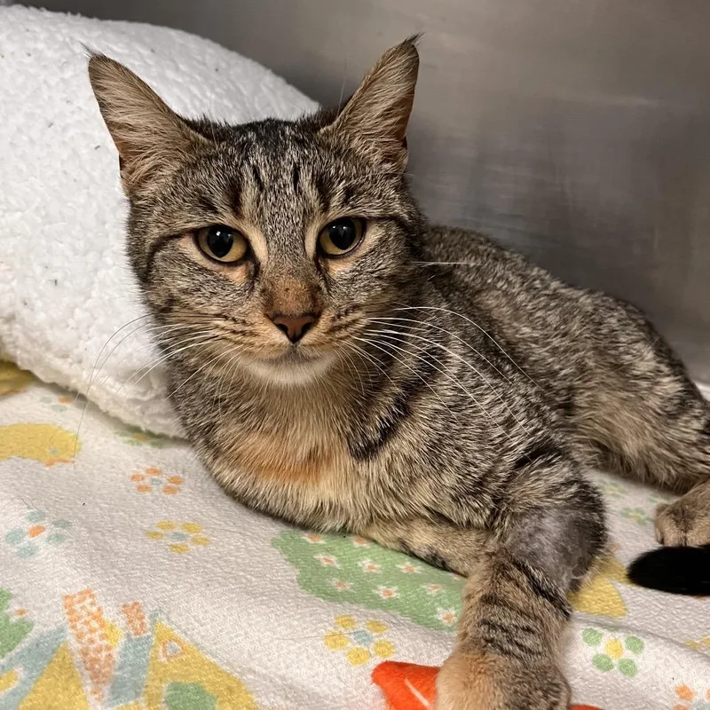 Buttery Popcorn thumbnail 2